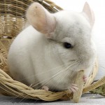 chinchilla-1897815_640