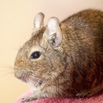 degu-4436784_640