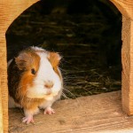 guinea-pig-3442756_640