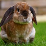 rabbit-1422882_640